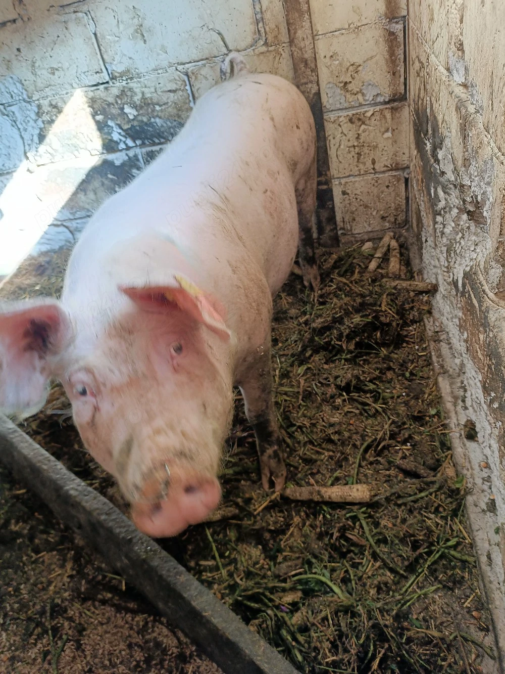 vand carcasa porc