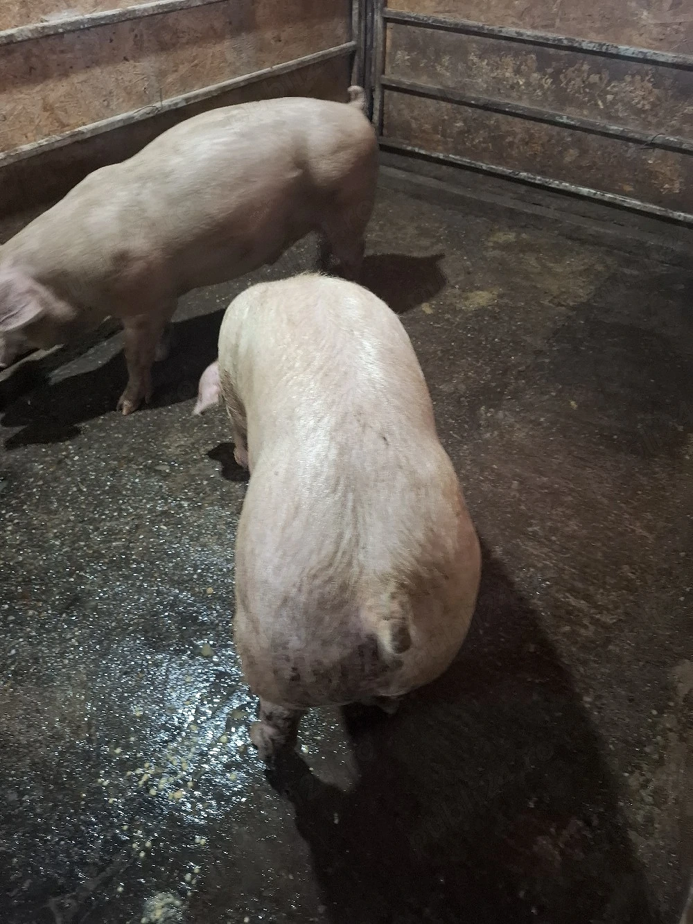 Vând porci 100-130 KG