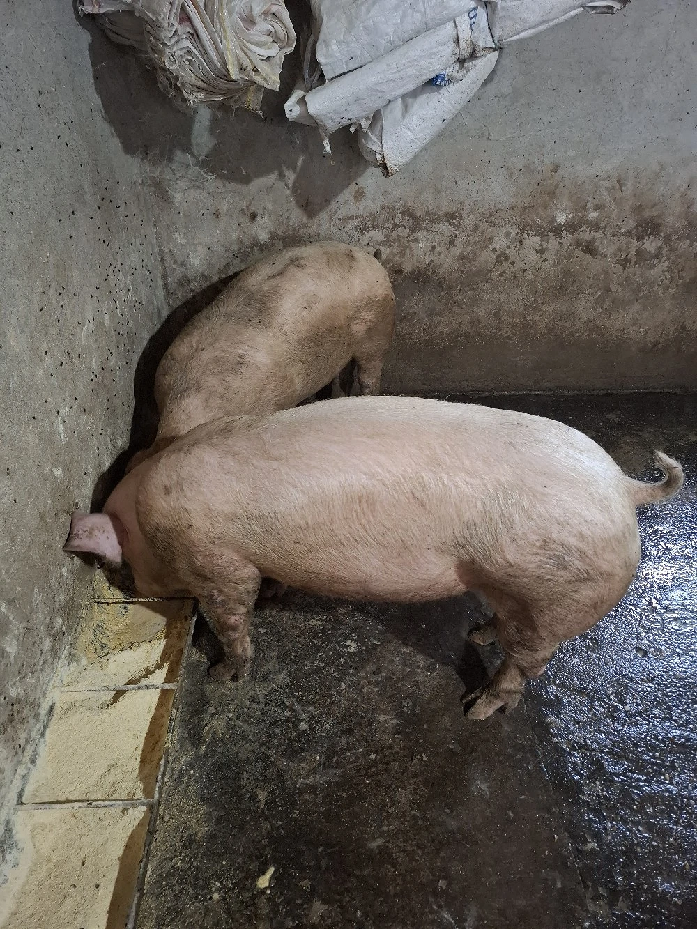Vând 3 porci 110-120 KG
