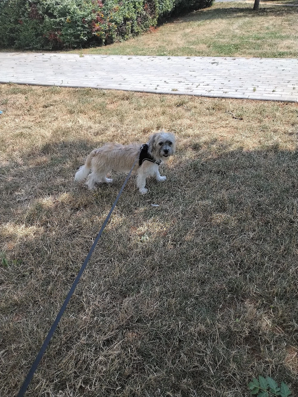Bichon shih tzu cu microchip