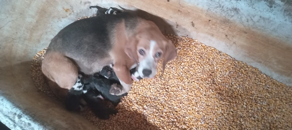 Beagle tel  
