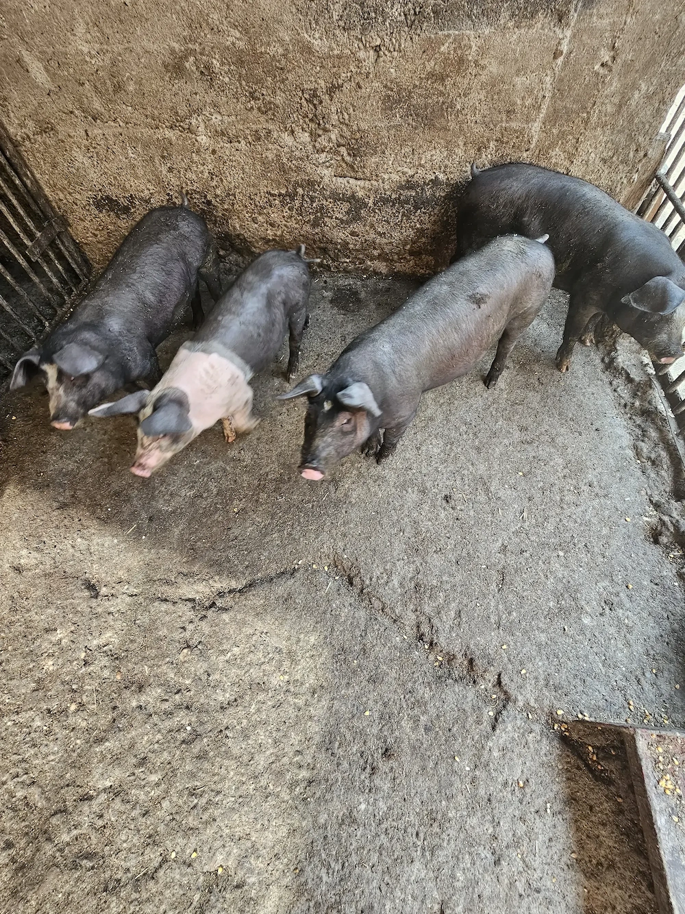 4 Purcei Bazna de vanzare