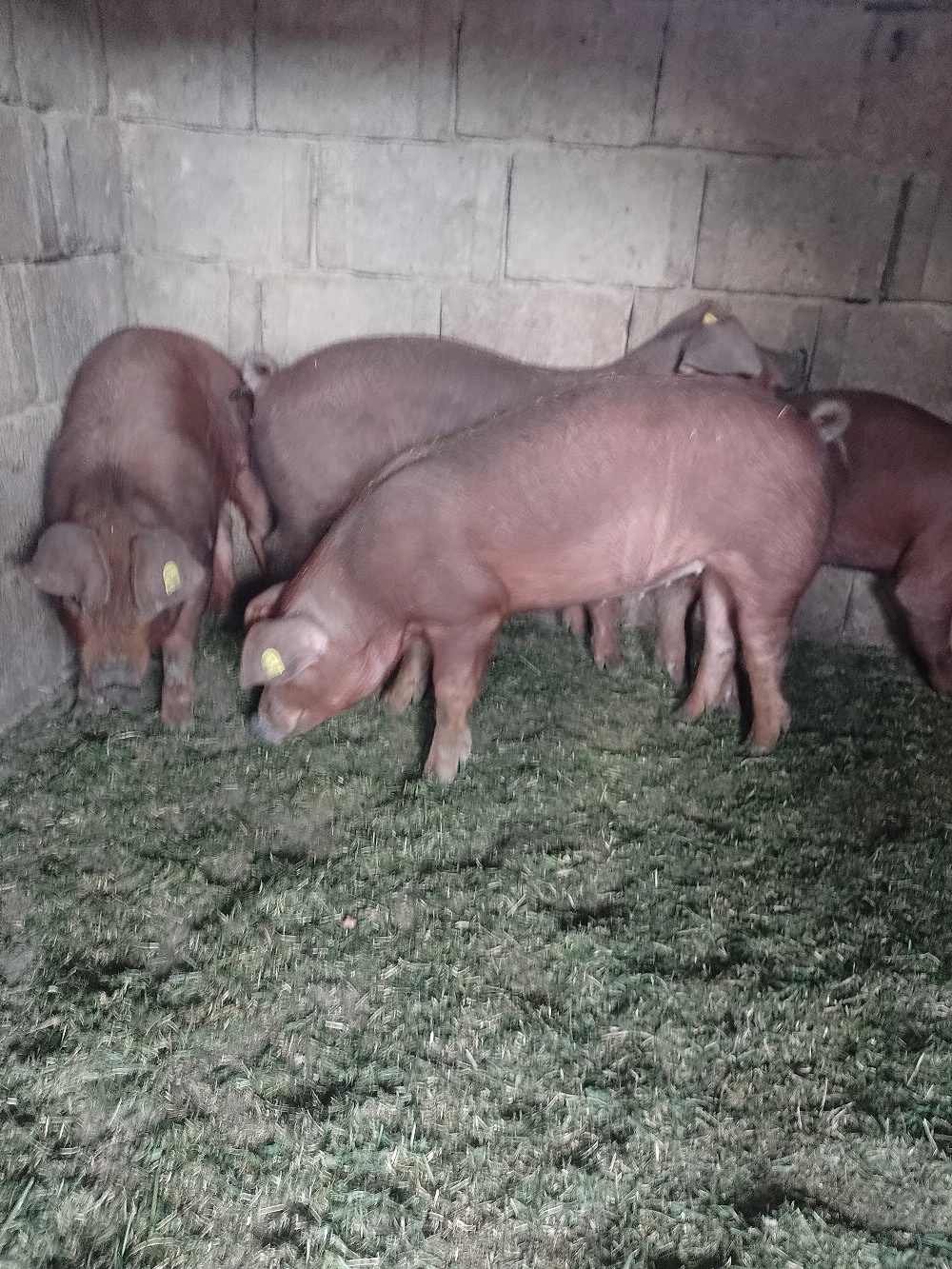 vand purcele duroc 
