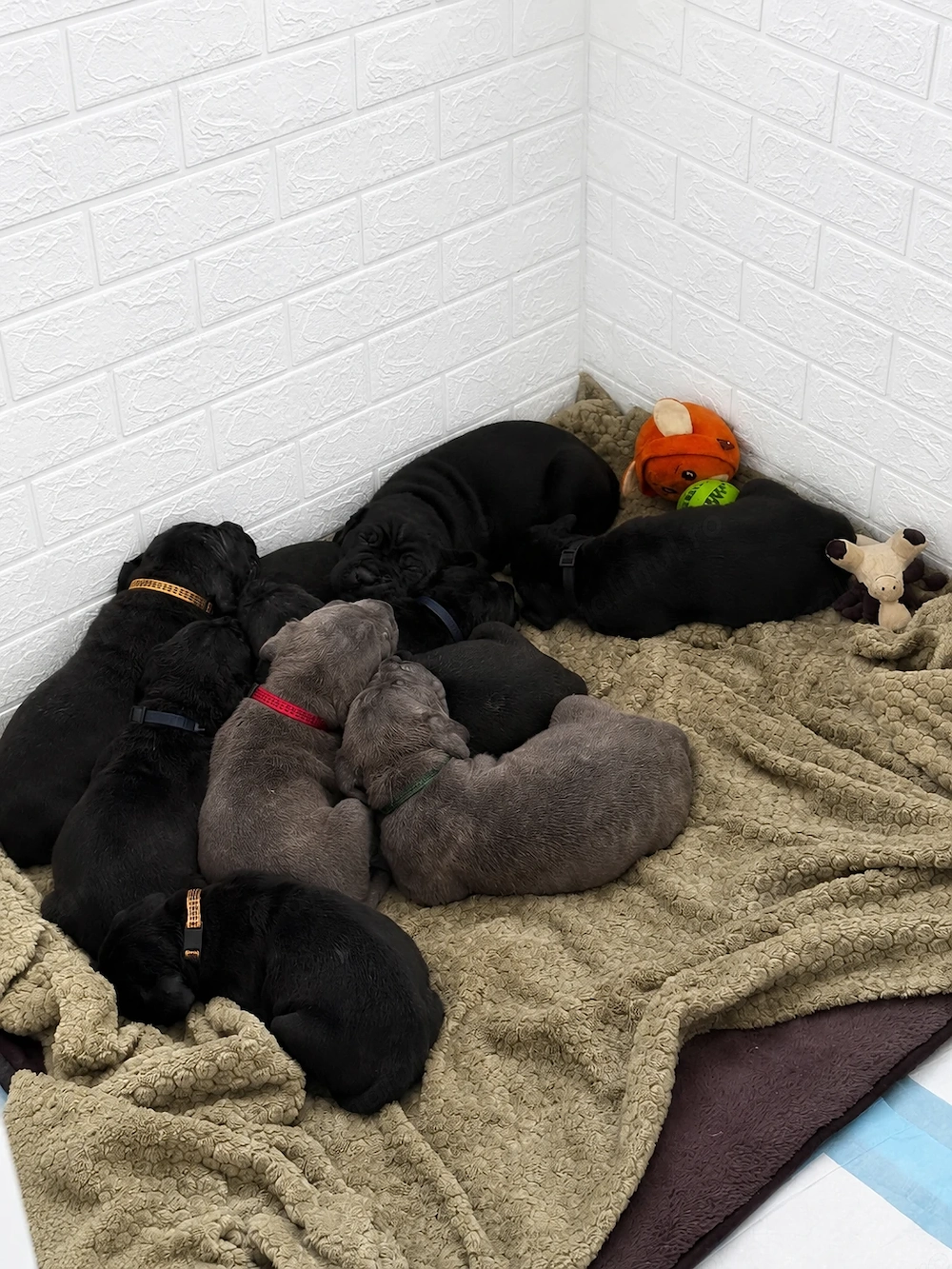 Pui cane corso- 5 masculi -5 femele