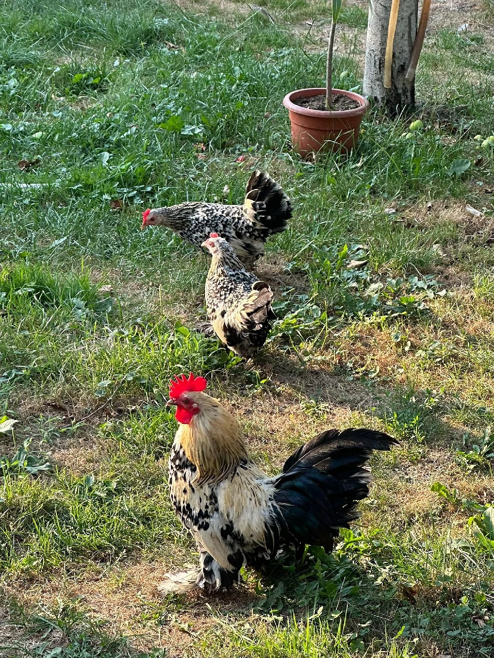 familie mii de flori 