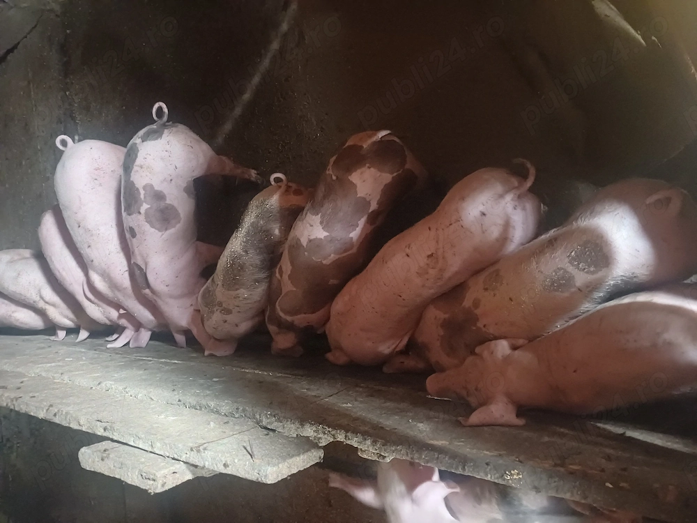 Purceii 8 saptamanii marele alb cu petrean