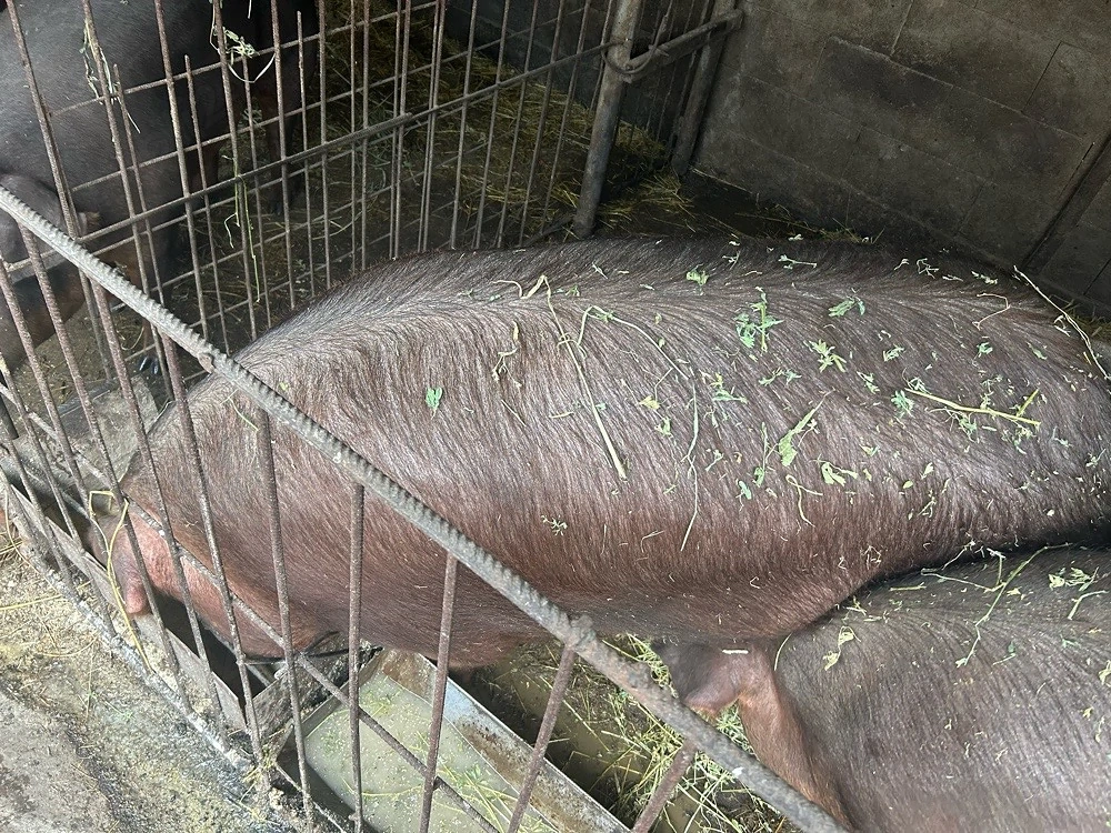 porci de vanzare