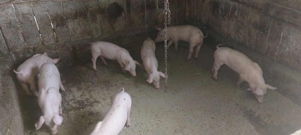 Vând purcei de 9 săptămâni jud Vrancea sat Hangulesti 