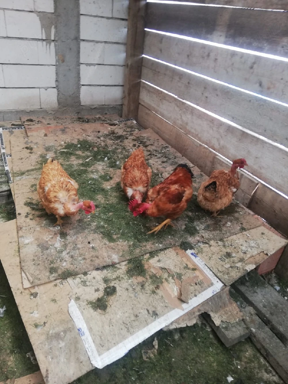 Gaina de casa de 1 an si 9 luni , pui de casa carne de pui