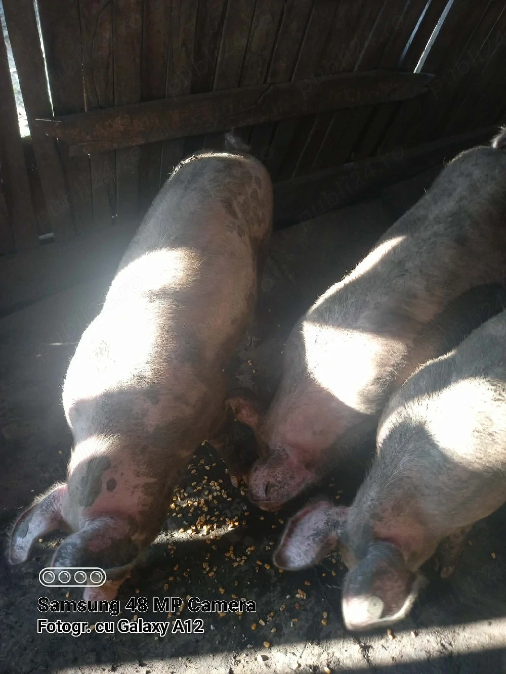 De vânzare 1 porc si 1 purcea.