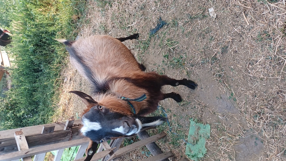 țap  alpin francez  ,greutate 70 kg preț 900lei