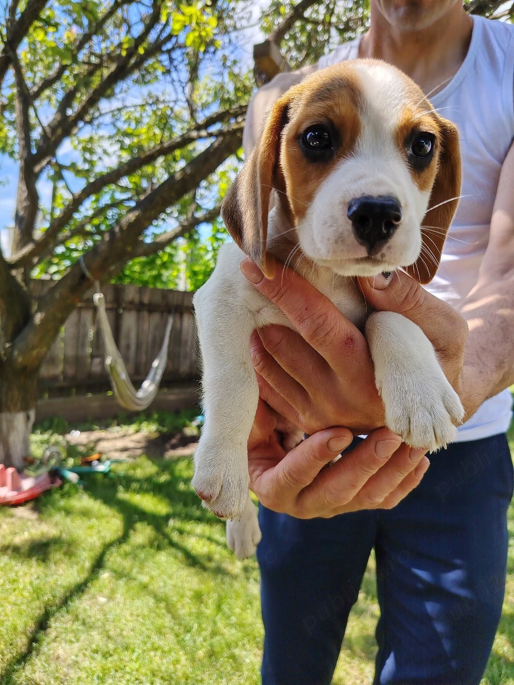 Caine Rasa Beagle