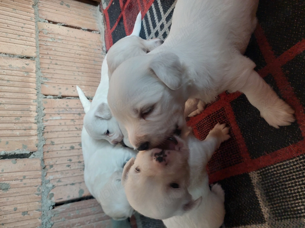 BICHONI Maltezii rasă pură