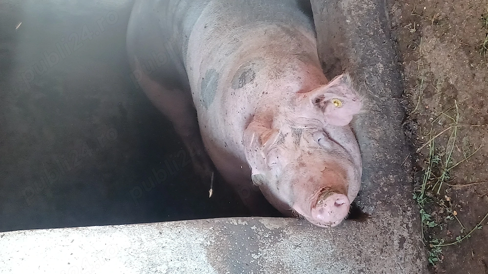 porc de carne  greutatea 400kg , 4200 ron