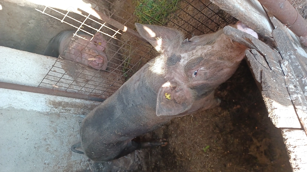 porc de carne , greutatea de 120kg , preț 1500 lei 