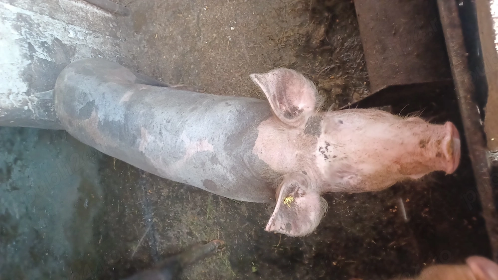 porc greutate 85 kg , preț 1200 lei 