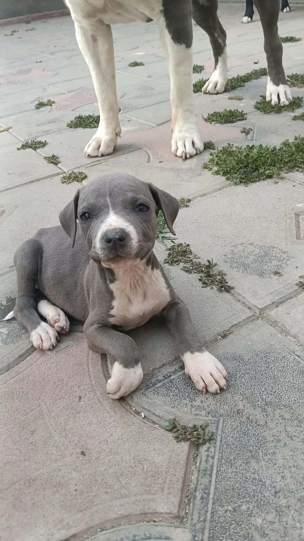 Vând pui de Amstaff Blue 