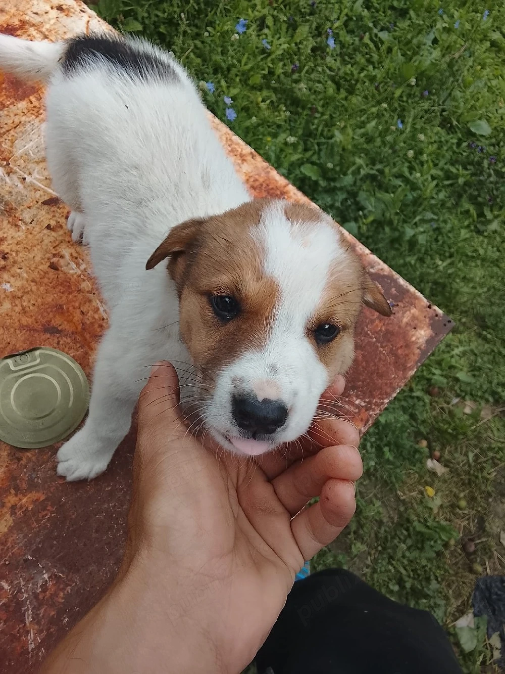 de vanzare câini pui fete si băieți