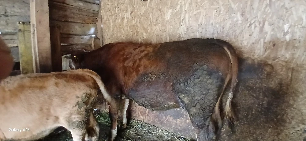 vand taur de 10 luni
