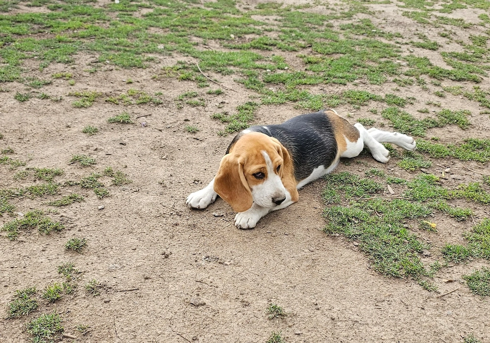 Fetițe beagle jucăușe 