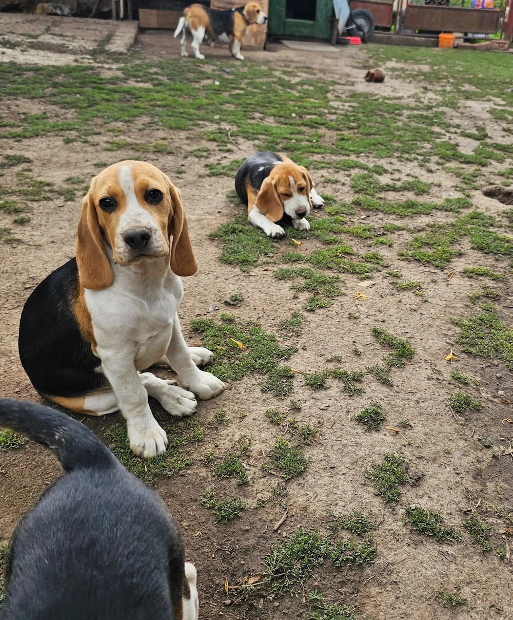 Vând 2 fetițe beagle.
