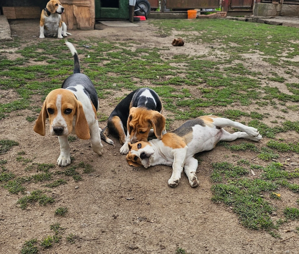 Vând beagle jucăuși cu vârsta de 3 luni
