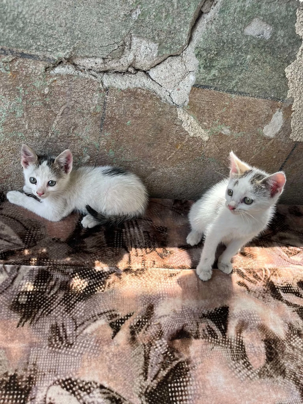 Un baietel si o fetita pentru donatie