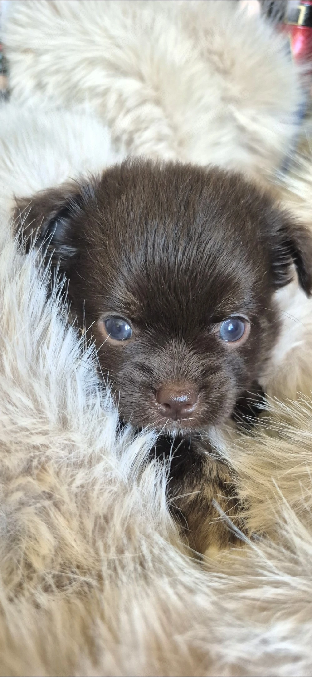 chihuahua baietel ciocolatiu cu ochi albastri