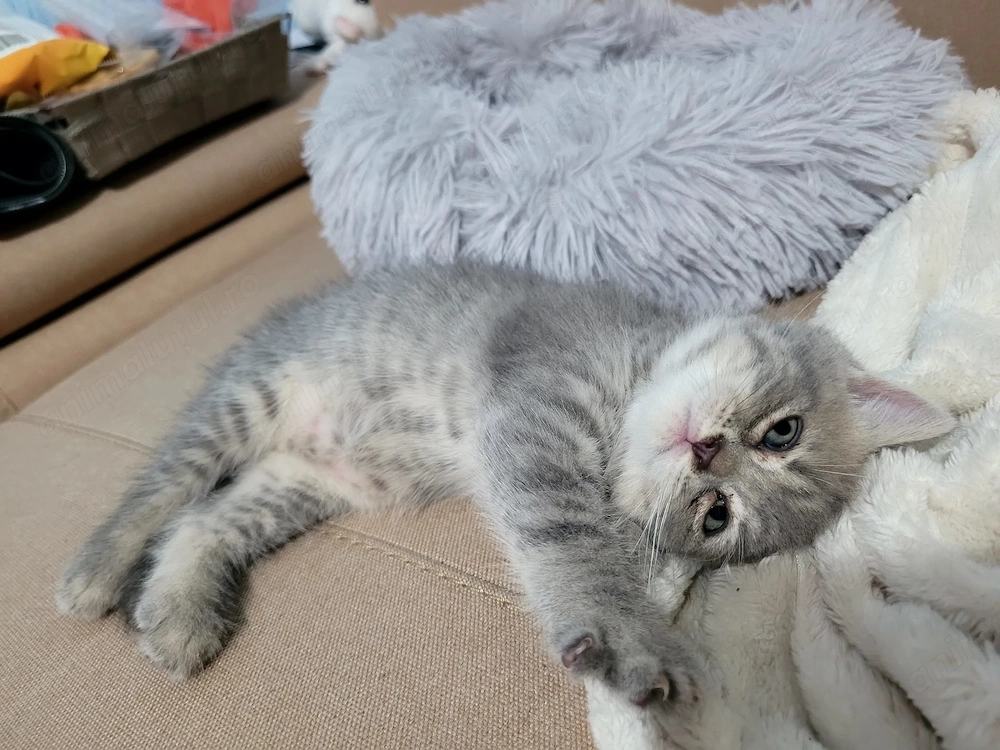 British Shorthair silver
