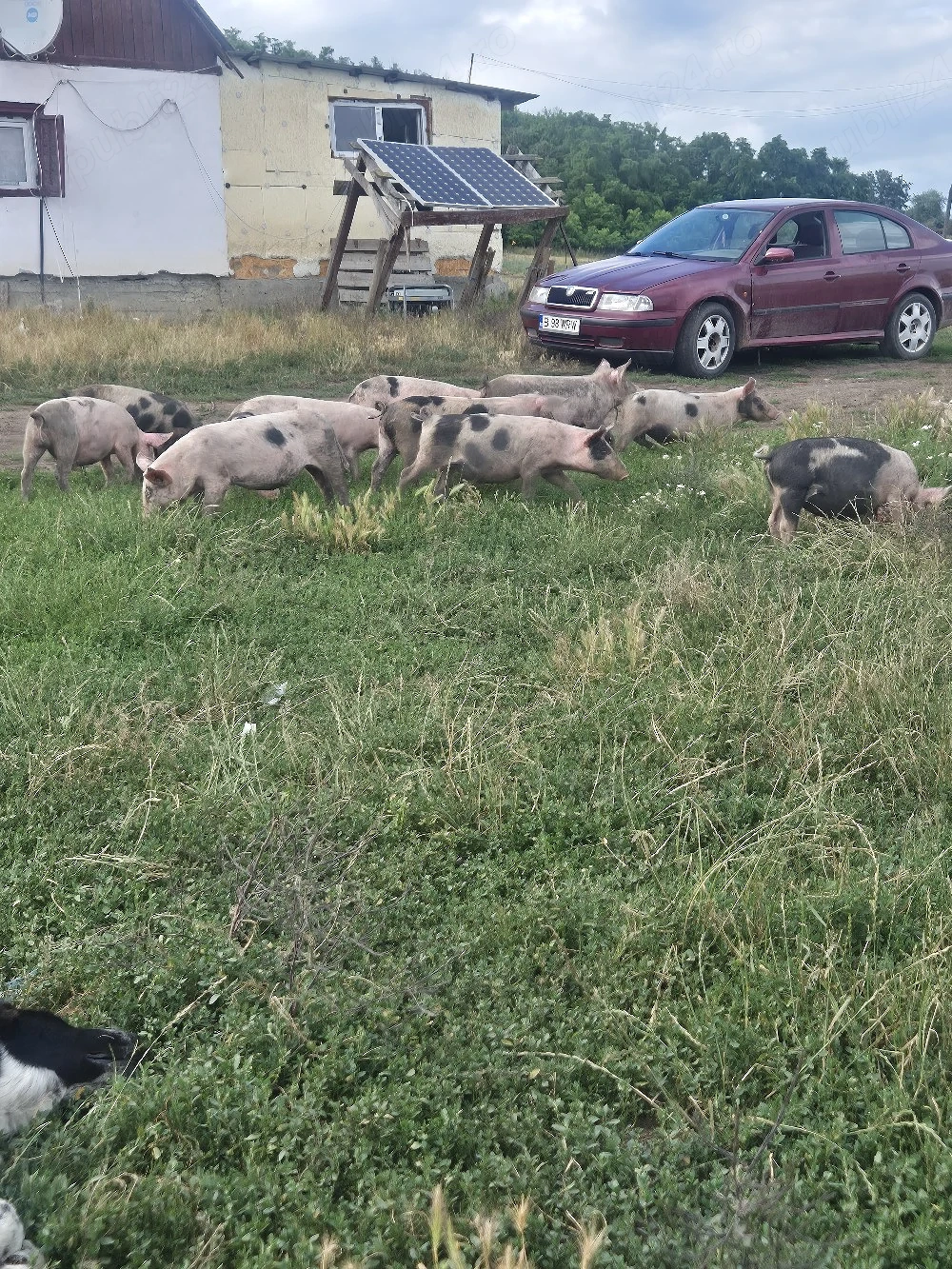 purcei de vanzare de 8 săptămâni 