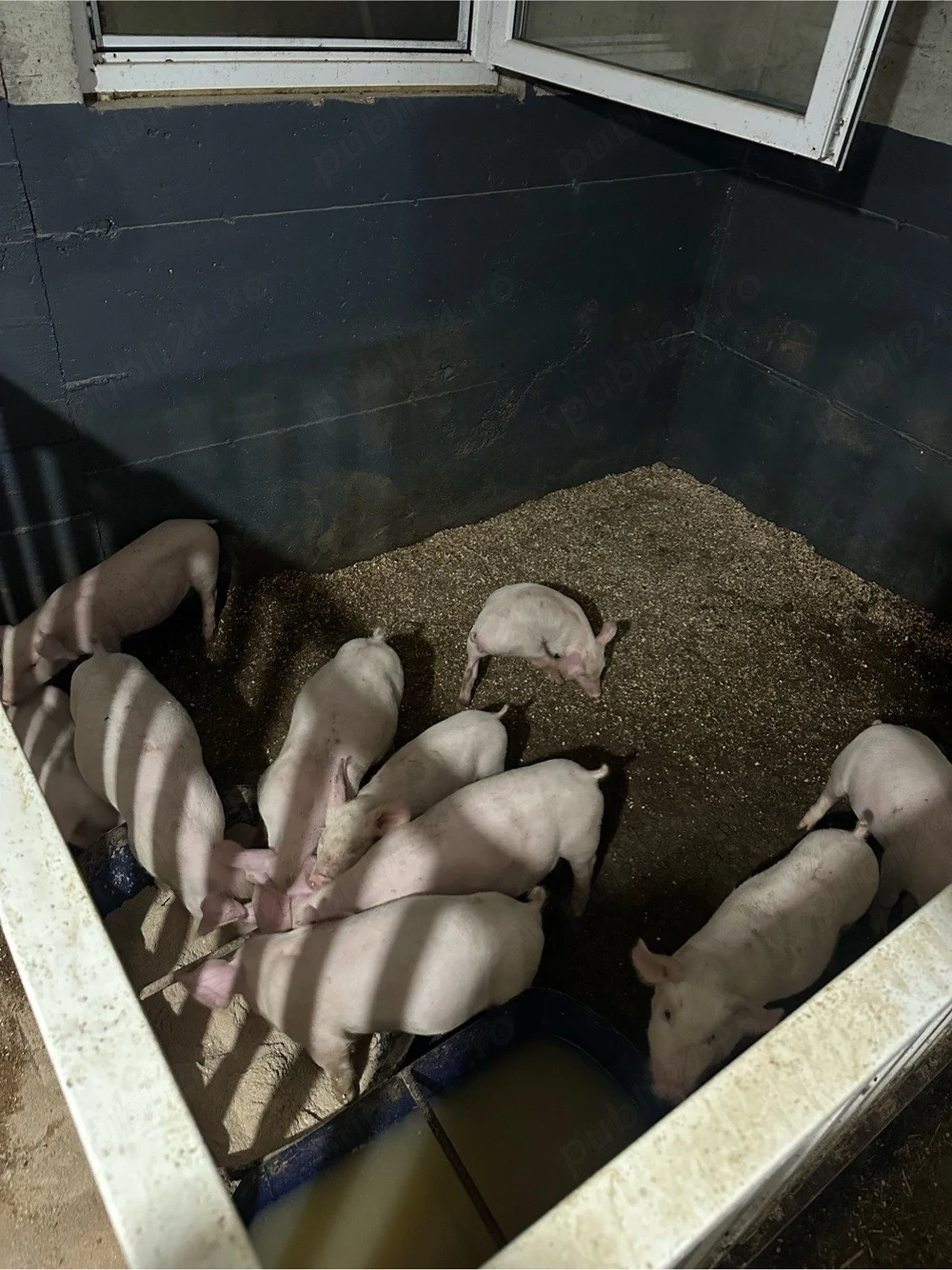 vand porci,purcei foarte frumosi pentru protap