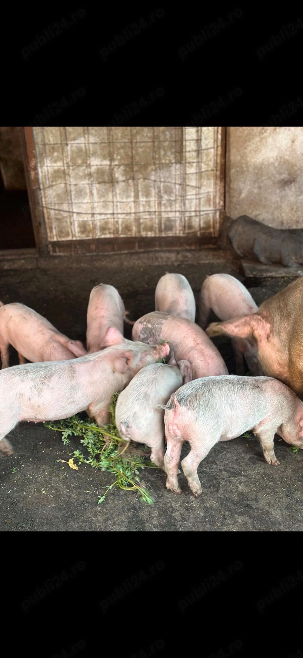 vand porci marele alb