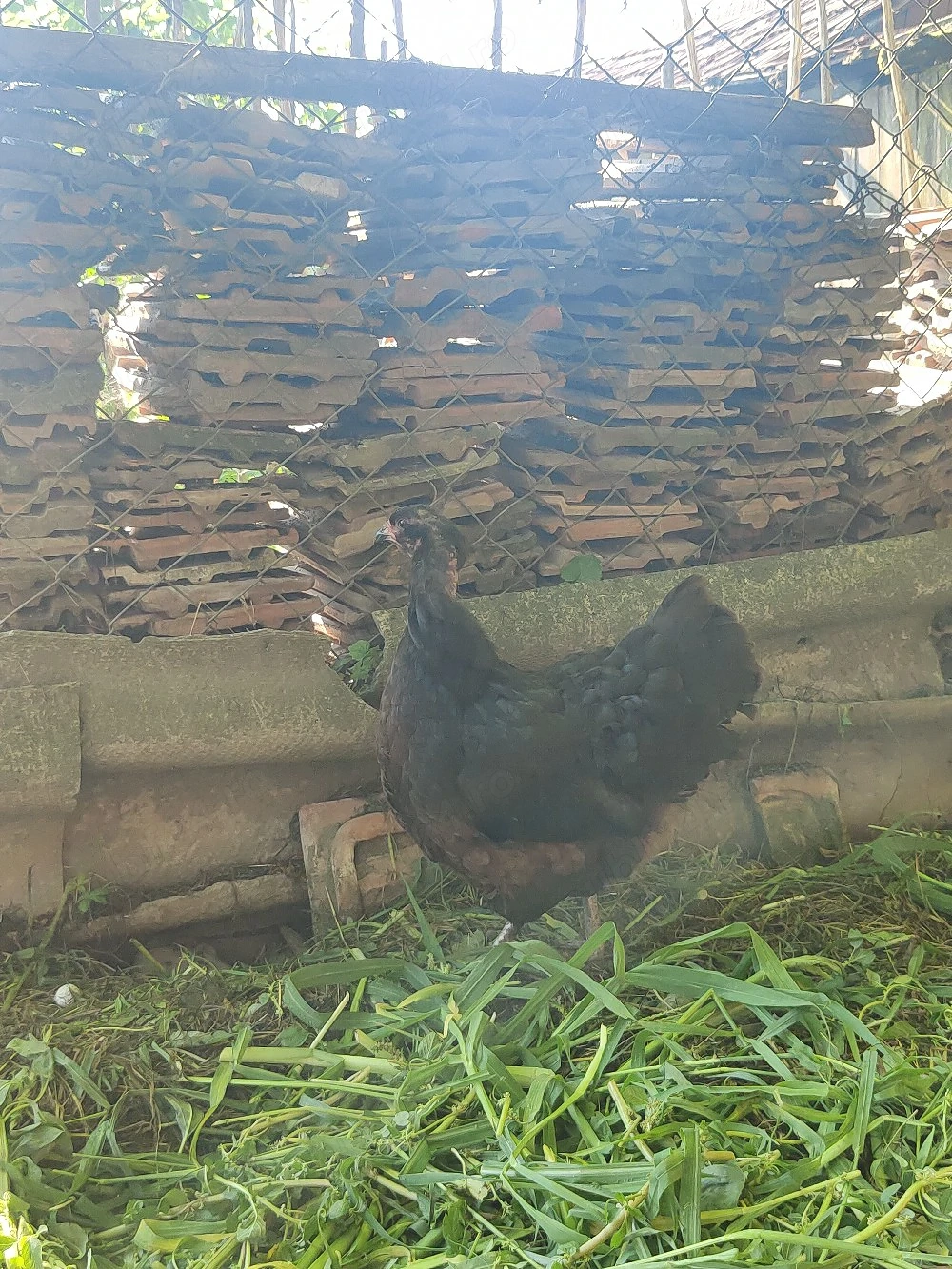 Disponibil cocoș moțat+ găini moțate. Pot da doua găini cu ouă albastru verzui 