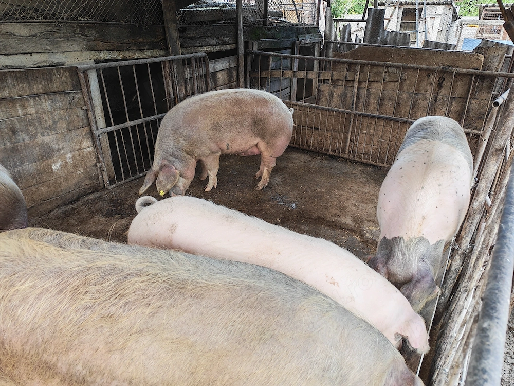 Porci de vanzare