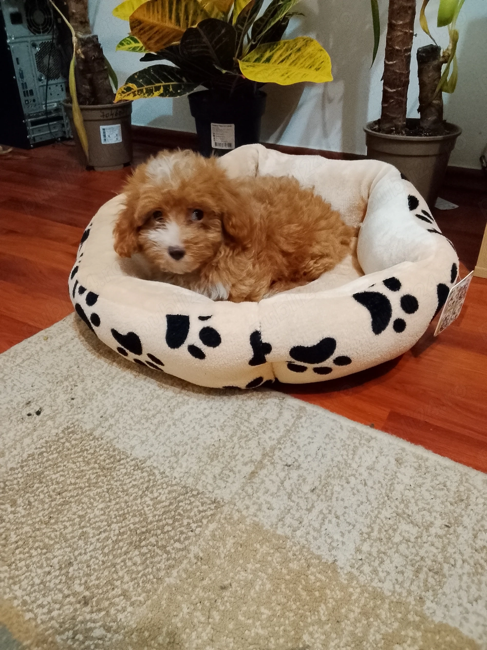 Maltipoo pudel baiatel , doua vaccinuri! 