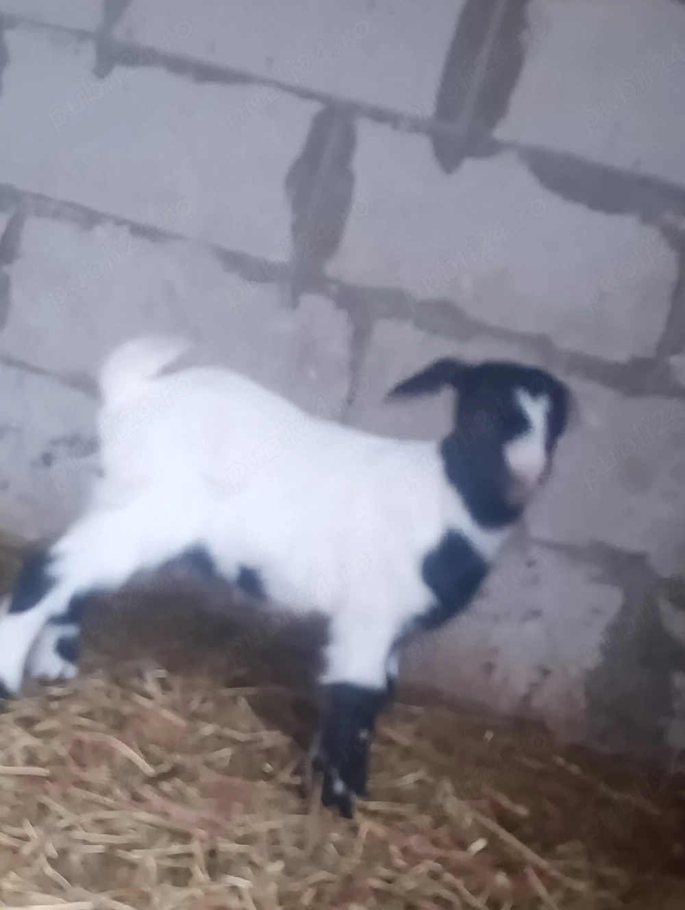 vând capre bune 4 cu lapte 4iezi