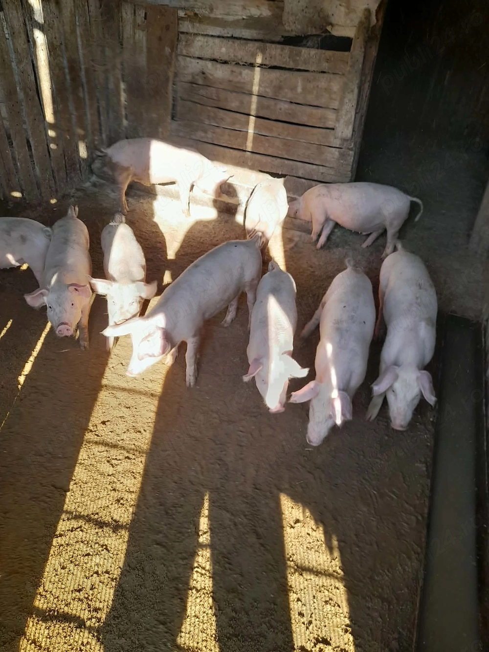Vind porcii și purceii 