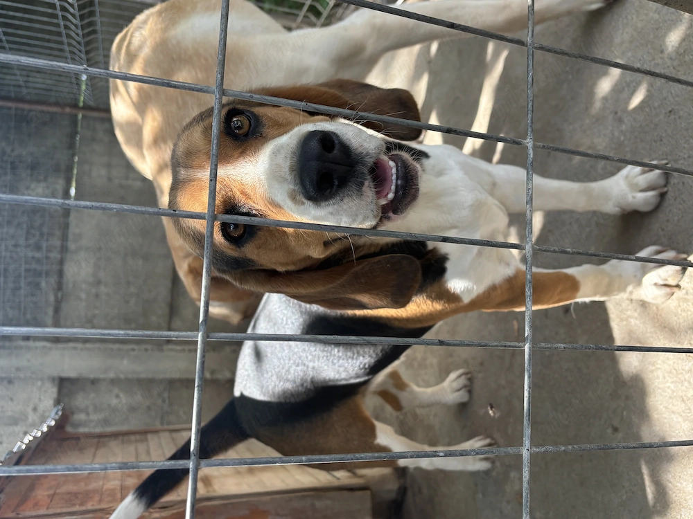 Vand beagle tricolor