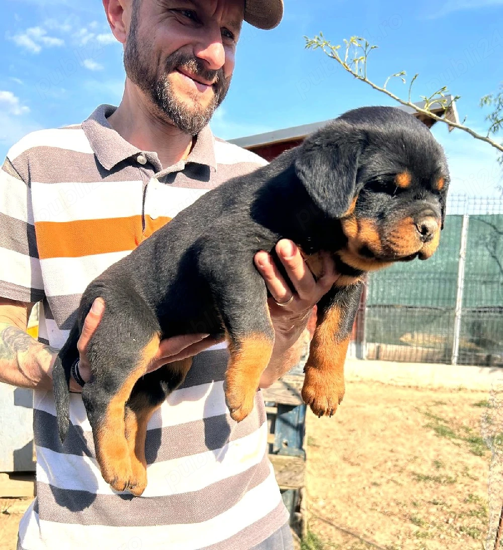 Pui Rottweiler cu pedigree 