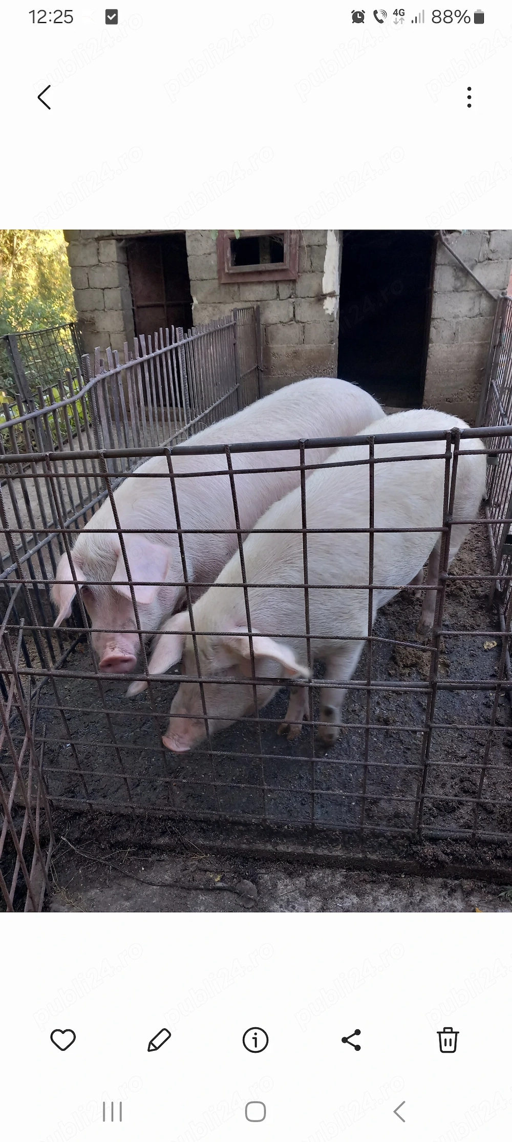Porci de vânzare 