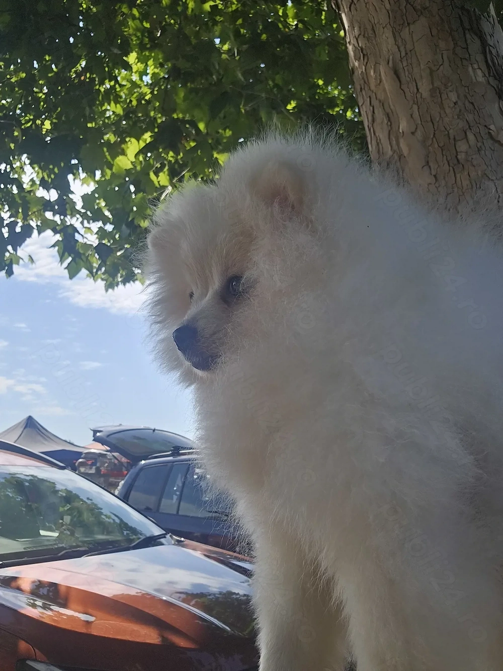 Pomeranian spitz de vânzare 