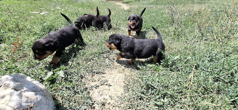 Pui Rottweiler.             