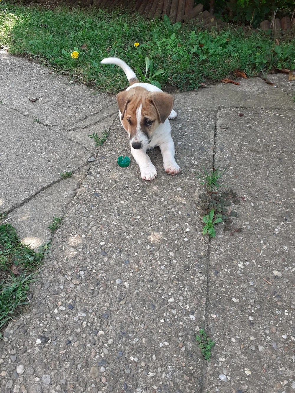 De vânzare un pui rasa Jack Russell Terrier
