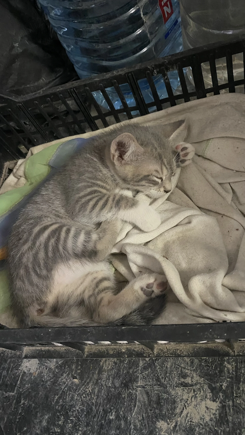 Ofer spre adopție pui de pisica 
