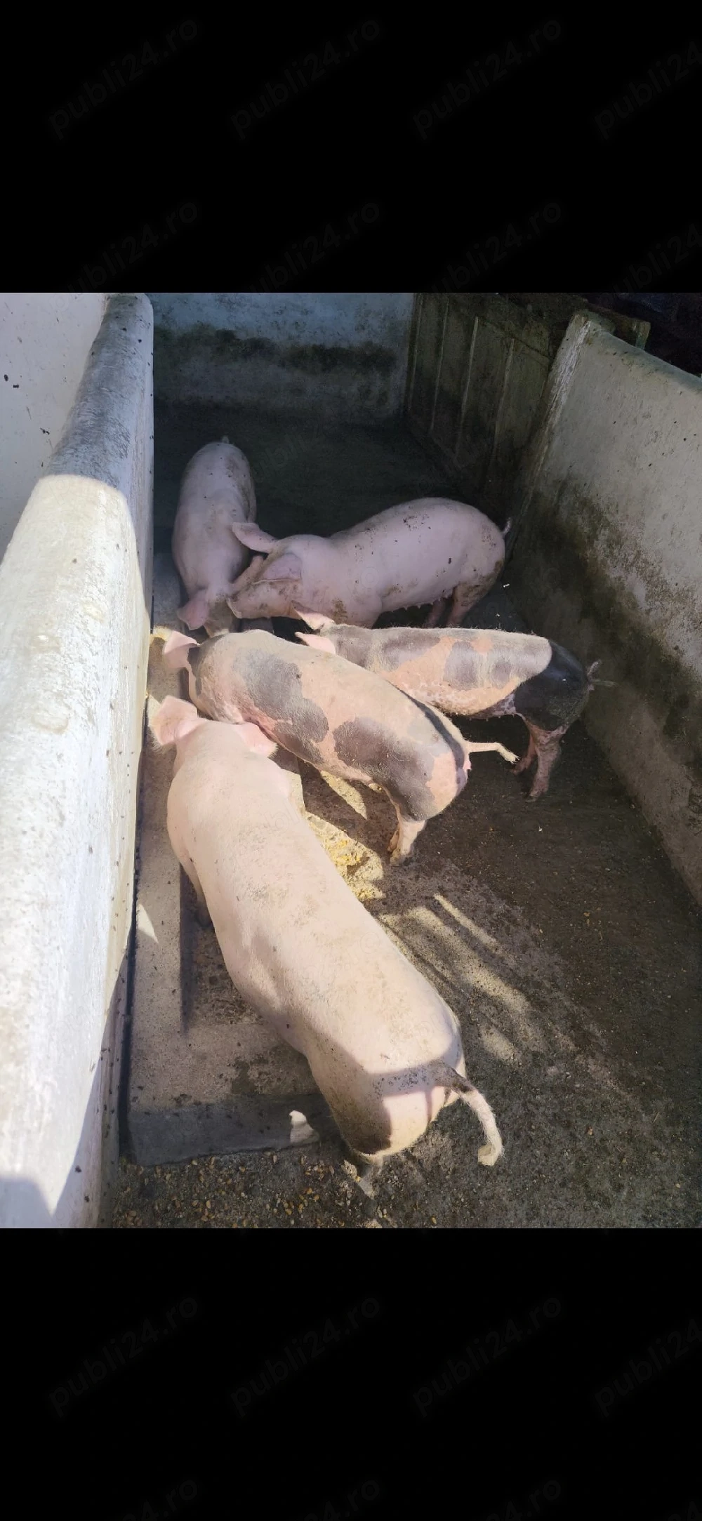 vând 5 grăsuni