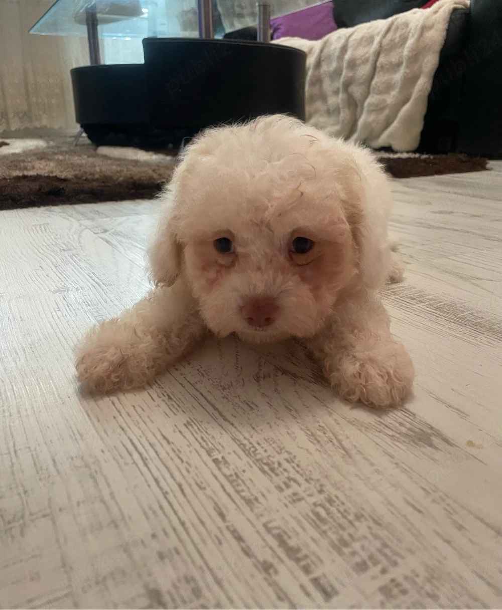Bichon(Ochii verzi si nasuc roz)