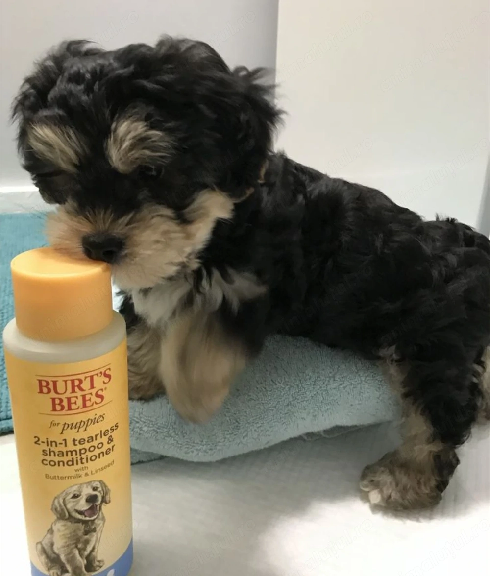 Bichon havanez superbi 