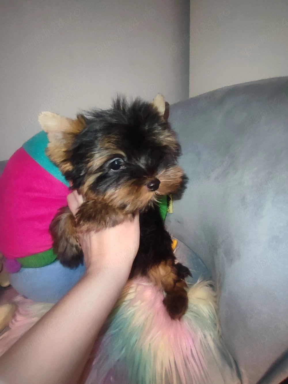 Yorkshire terrier 