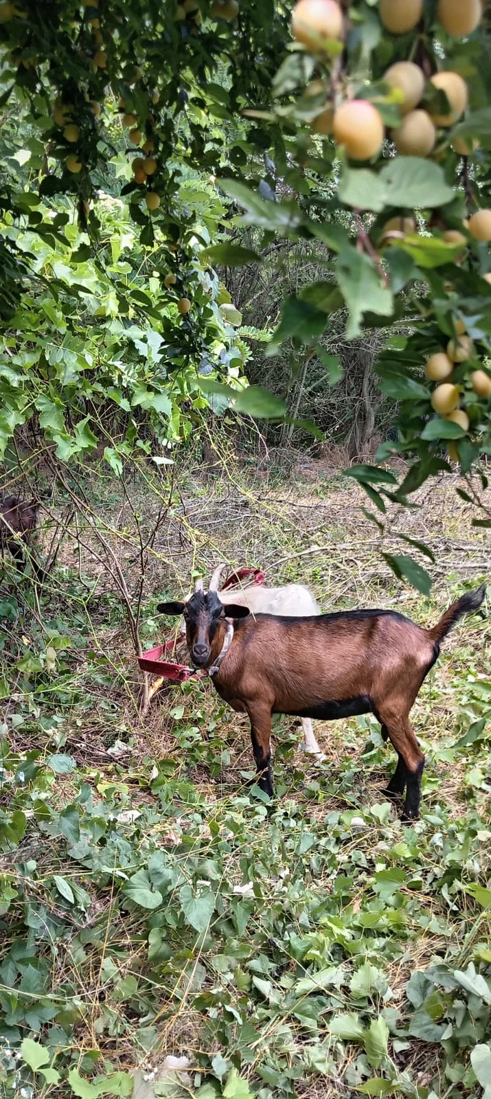 Vând 2 capre și 2 iezi