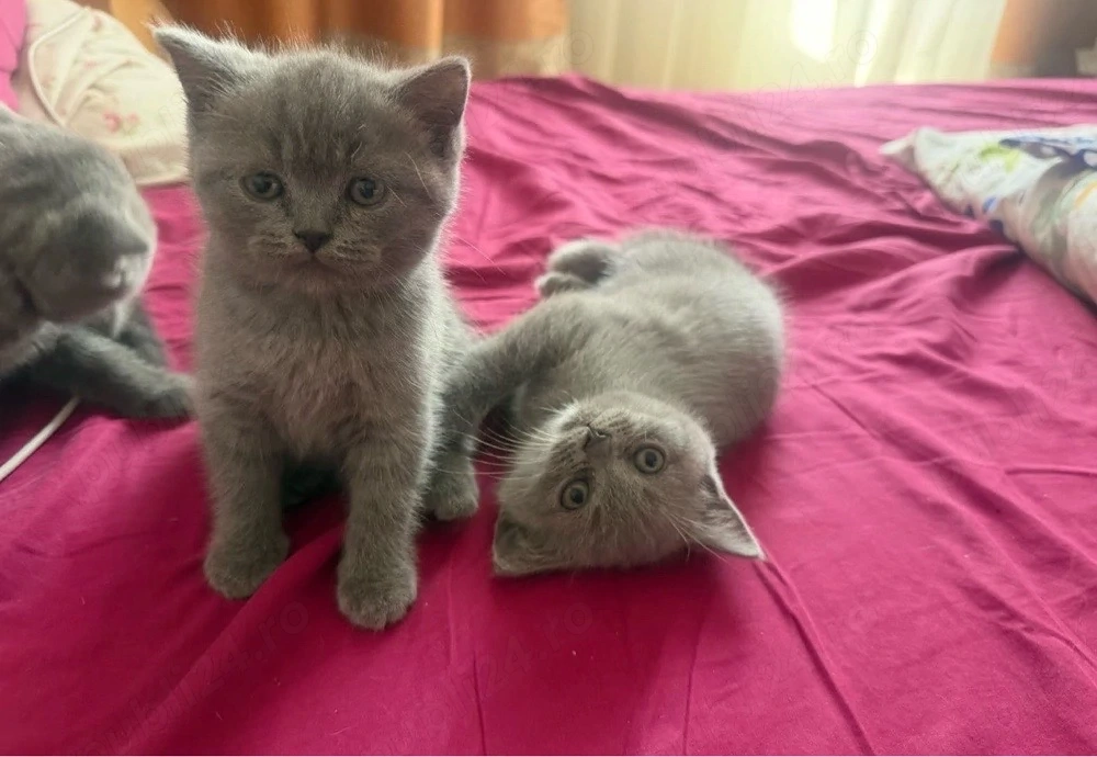 fetita pisica scottish fold straight